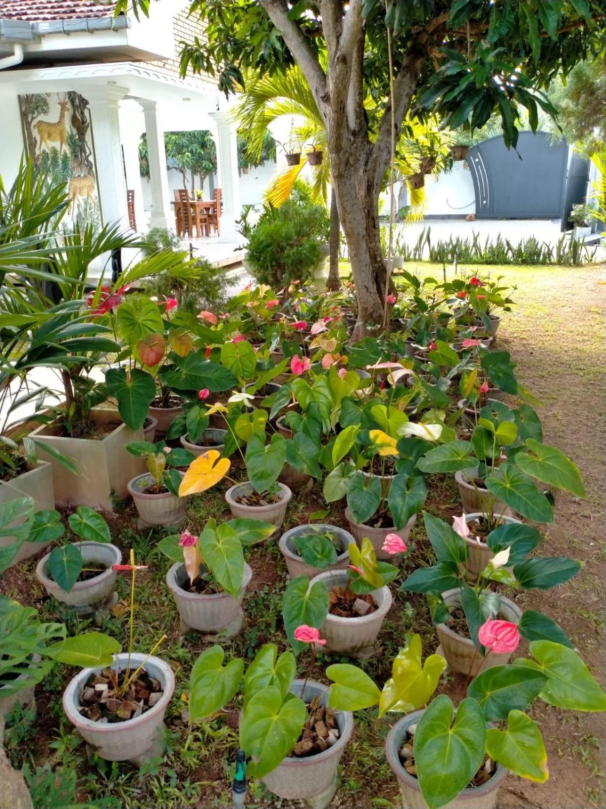 Holidays Hotel Nainamadama Exterior foto